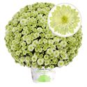 Afbeelding van Bolchrysant  P19 geen kleur Primo pistache